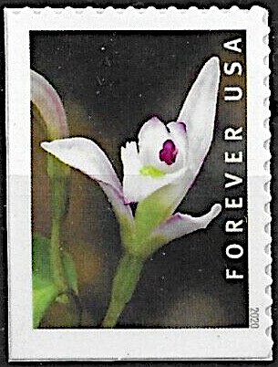 Three Birds Orchid (Triphora trianthophoros)