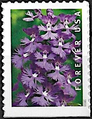 Greater Purple Fringed Bog Orchid (Platanthera grandiflora)