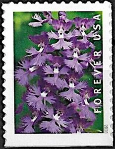 Stamp, Greater Purple Fringed Bog Orchid (Platanthera grandiflora), United States of America,  , Flowers, Orchids, Plants (Flora)