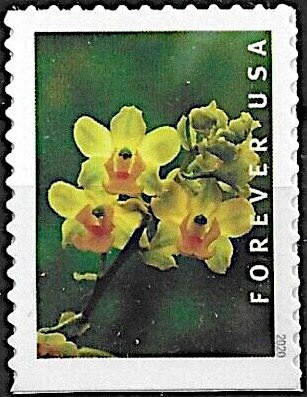 Yellow Cow Horn Orchid (Cyrtopodium polyphyllum)