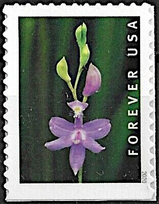Tuberous Grass Pink (Calopogon tuberosus)