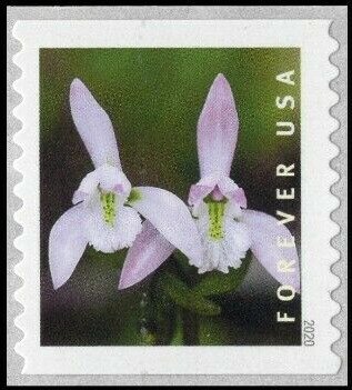 Three Birds Orchid (Triphora trianthophoros)