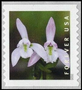 Stamp, Three Birds Orchid (Triphora trianthophoros), United States of America,  , Flowers, Orchids, Plants (Flora)