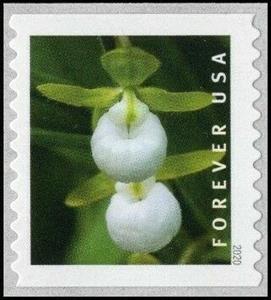 Stamp, California Lady's Slipper (Cypripedium californicum), United States of America,  , Flowers, Orchids, Plants (Flora)