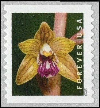 Crested Coral Root (Hexalectris spicata)