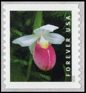 Stamp, Showy Lady's Slipper (Cypripedium reginae), United States of America,  , Flowers, Orchids, Plants (Flora)