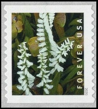 Marsh Lady's Tresses (Spiranthes odorata)