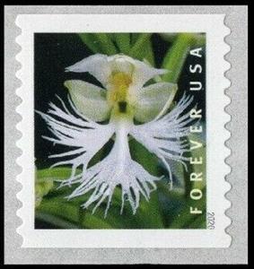 Stamp, Eastern Prairie Fringed Orchid (Platanthera leucophaea), United States of America,  , Flowers, Orchids, Plants (Flora)
