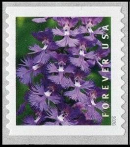 Stamp, Greater Purple Fringed Bog Orchid (Platanthera grandiflora), United States of America,  , Flowers, Orchids, Plants (Flora)