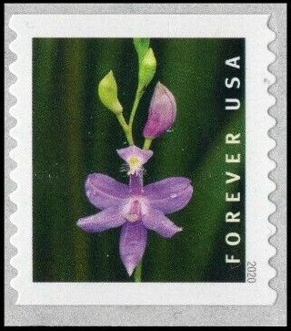 Tuberous Grass Pink (Calopogon tuberosus)
