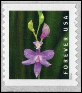 Stamp, Tuberous Grass Pink (Calopogon tuberosus), United States of America,  , Flowers, Orchids, Plants (Flora)