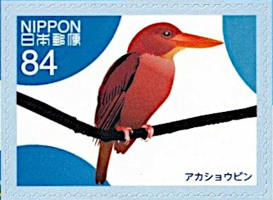 Ruddy Kingfisher