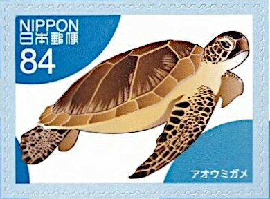 Green Turtle