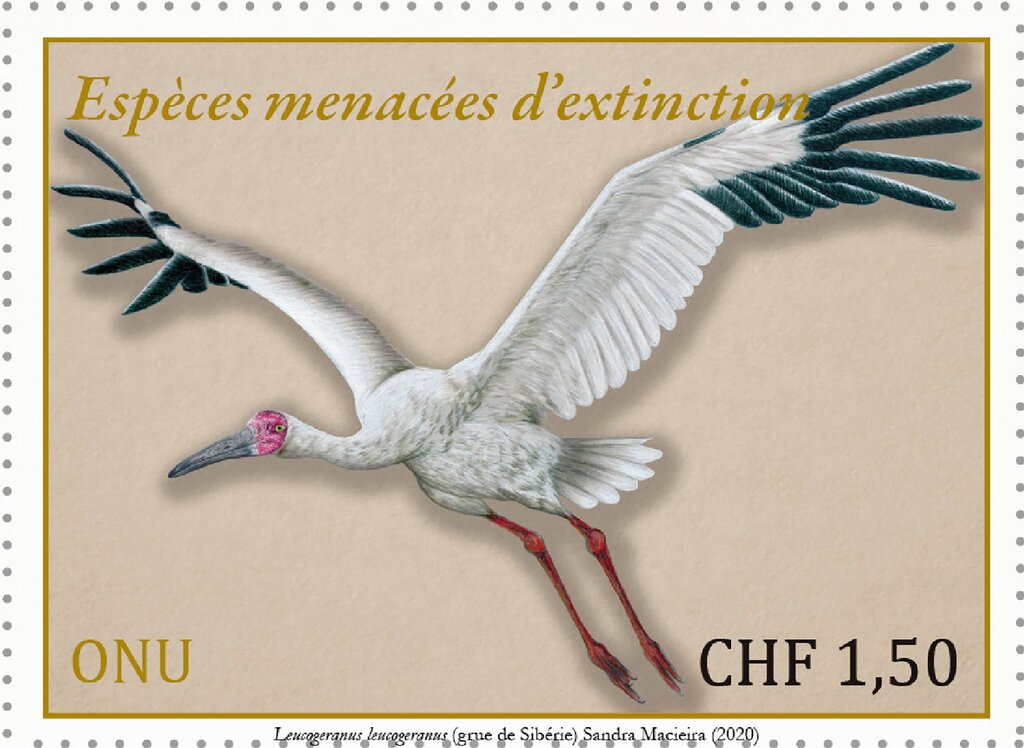 Siberian Crane (Leucogeranus leucogeranus)