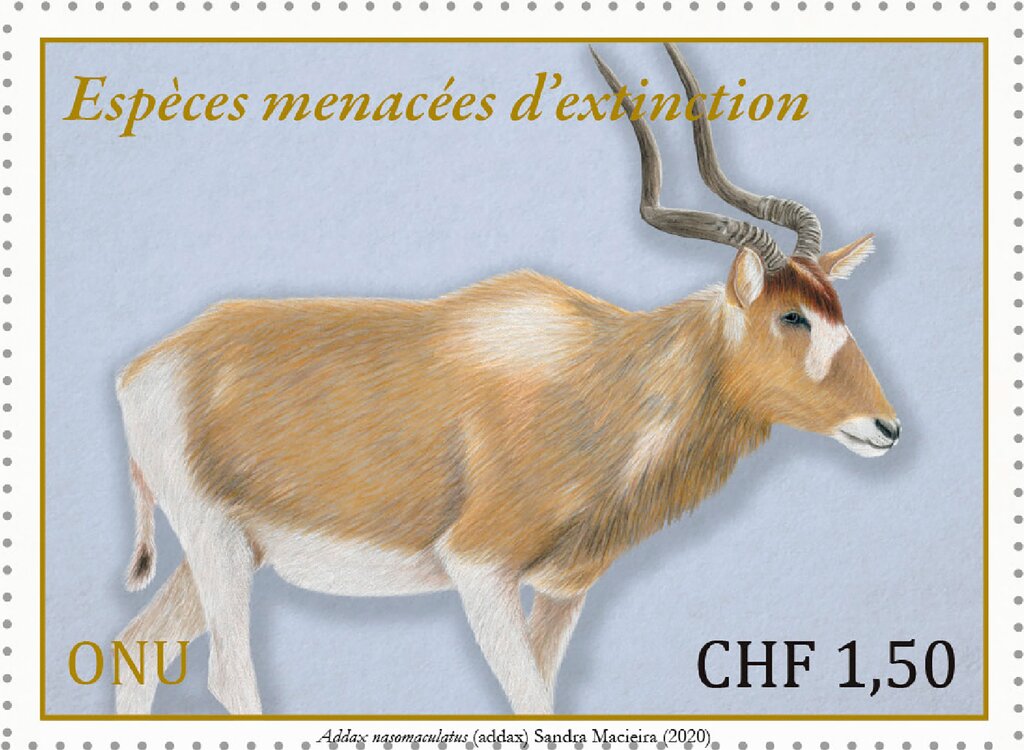 Addax (Addax nasomaculatus)