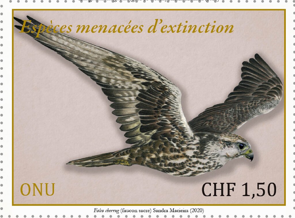 Saker Falcon (Falco cherrug)