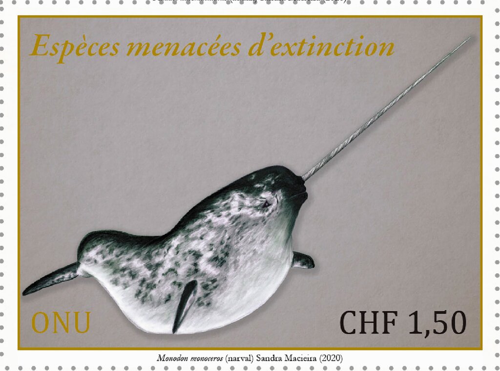 Narwhal (Monodon monoceros)