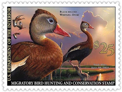 Black-Bellied Whistling Duck (Dendrocygna autumnalis)