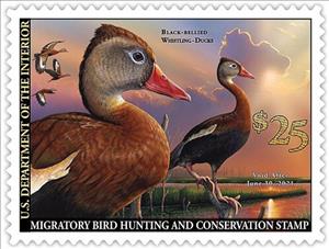 Stamp, Black-Bellied Whistling Duck (Dendrocygna autumnalis), United States of America,  , Animals (Fauna), Birds, Ducks, Hunting