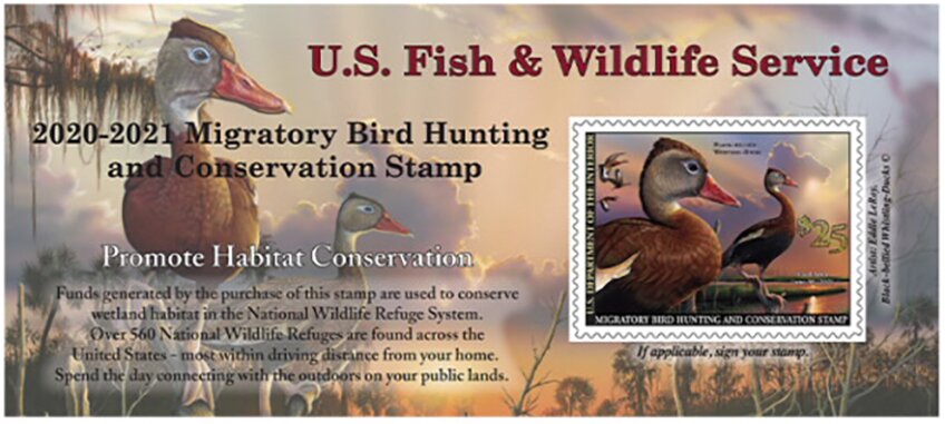 Black-Bellied Whistling Duck (Dendrocygna autumnalis)
