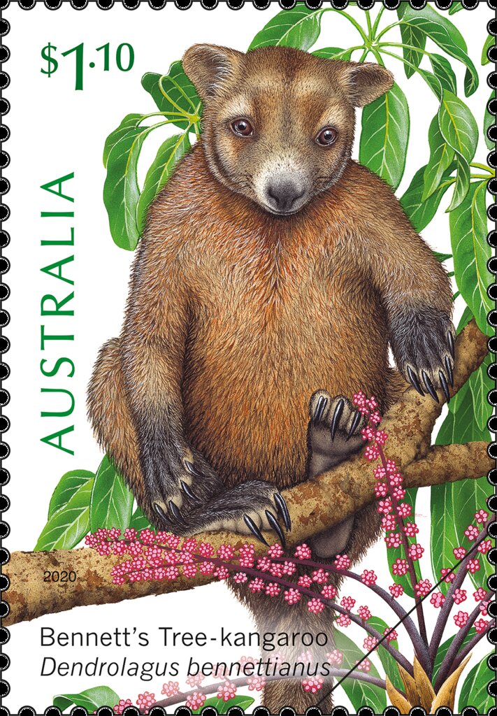 Bennett’s Tree-Kangaroo (Dendrolagus bennettianus)