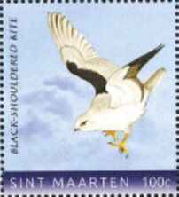 Black-shouldered kite (Elanus axillaris)