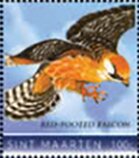 Red-footed falcon (Falco vespertinus)