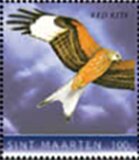 Red kite (Milvus milvus)