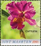 Cattleya