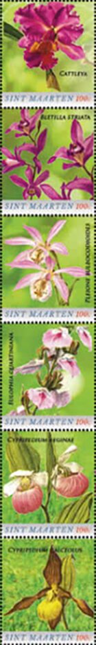 Orchids