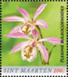 Pleione bulbocodioides