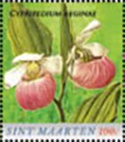 Showy lady's slippers (Cypripedium reginae)