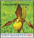 Lady's-slipper (Cypripedium calceolus)