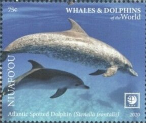 Atlantic Spotted Dolphin (Stenella frontalis)