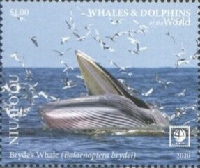 Bryde's Whale (Balaenoptera brydei)