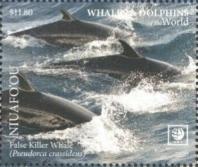 False Killer Whale (Pseudorca crassidens)