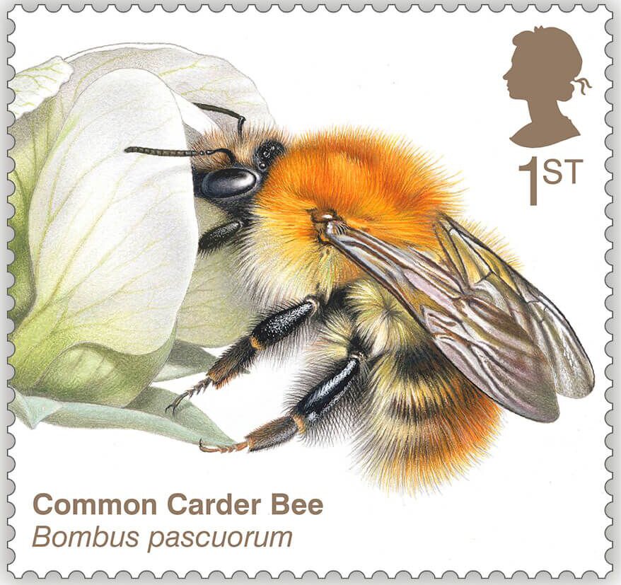 Common Carder Bee (Bombus pascuorum)