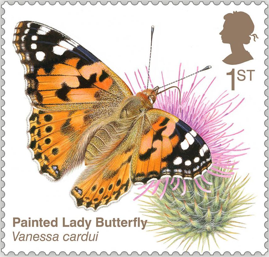Painted Lady Butterfly (Vanessa cardui)