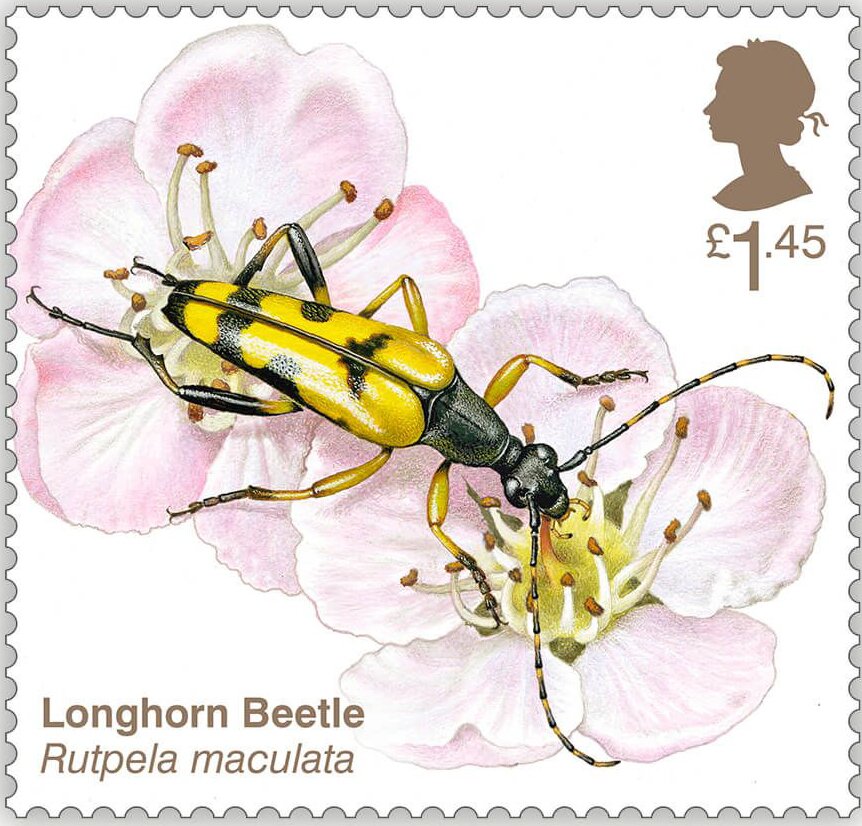 Longhorn Beetle (Rutpela maculata)