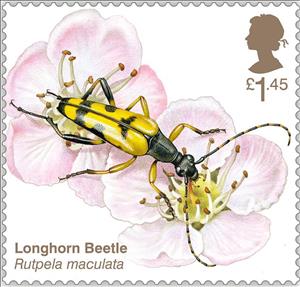 Stamp, Longhorn Beetle (Rutpela maculata), United Kingdom of Great Britain & Northern Ireland,  , Animals (Fauna), Beetles, Insects
