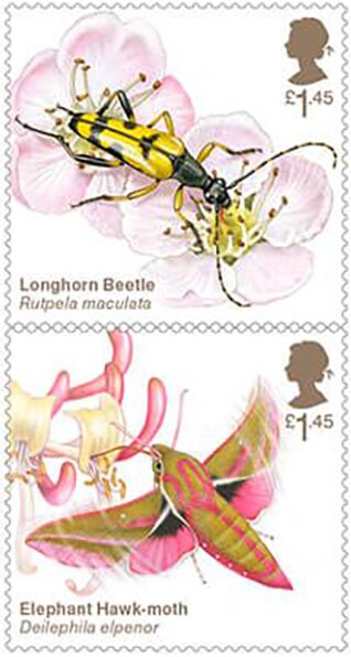 Beetle/Moth