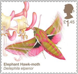 Stamp, Elephant Hawk Moth (Deilephila elpenor), United Kingdom of Great Britain & Northern Ireland,  , Animals (Fauna), Insects