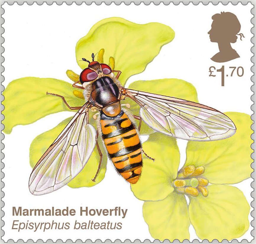 Marmalade Hoverfly (Episyrphus balteatus)