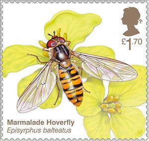 Stamp, Marmalade Hoverfly (Episyrphus balteatus), United Kingdom of Great Britain & Northern Ireland,  , Animals (Fauna), Insects