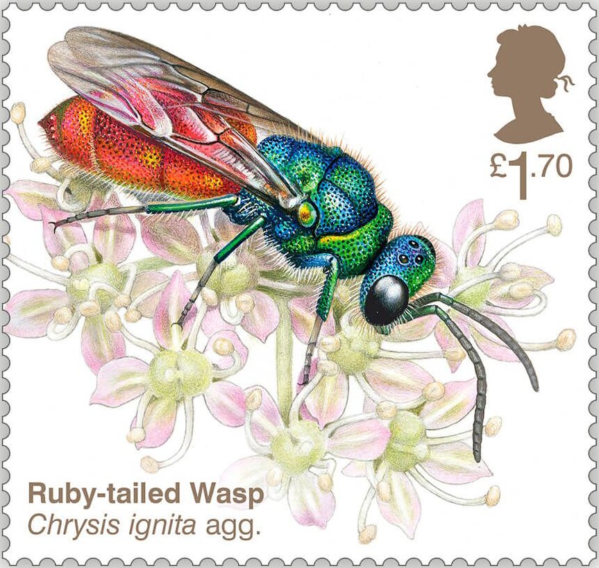 Ruby-Tailed Wasp (Chrysis ignita agg.)