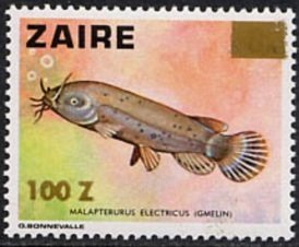 Electric Catfish (Malapterurus electricus) 