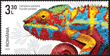 Panther Chameleon (Furcifer pardalis)