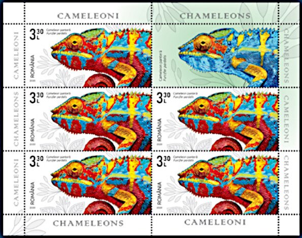 Panther Chameleon (Furcifer pardalis)