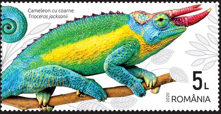 Jackson's Chameleon (Trioceros jacksonii)