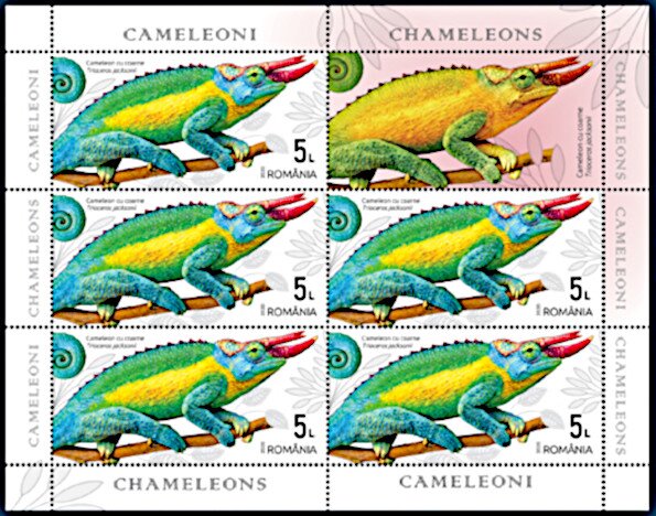 Jackson's Chameleon (Trioceros jacksonii)